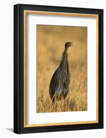 Vulturine Guineafowl-Joe McDonald-Framed Photographic Print