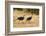 Vulturine Guineafowl-Joe McDonald-Framed Photographic Print