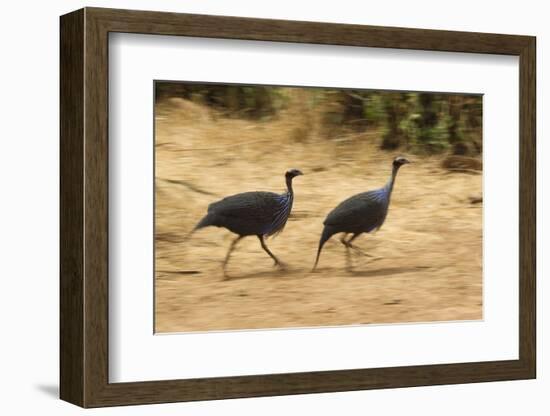 Vulturine Guineafowl-Joe McDonald-Framed Photographic Print