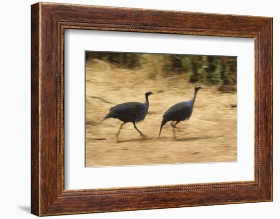 Vulturine Guineafowl-Joe McDonald-Framed Photographic Print