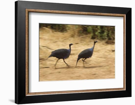 Vulturine Guineafowl-Joe McDonald-Framed Photographic Print