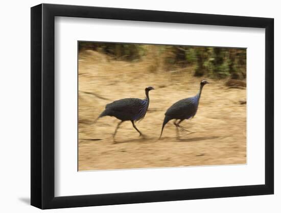 Vulturine Guineafowl-Joe McDonald-Framed Photographic Print