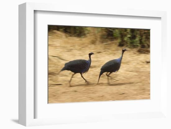 Vulturine Guineafowl-Joe McDonald-Framed Photographic Print