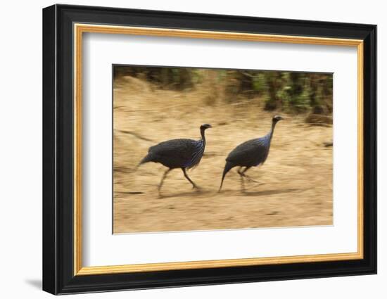 Vulturine Guineafowl-Joe McDonald-Framed Photographic Print