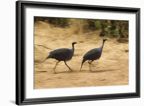 Vulturine Guineafowl-Joe McDonald-Framed Photographic Print