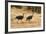 Vulturine Guineafowl-Joe McDonald-Framed Photographic Print