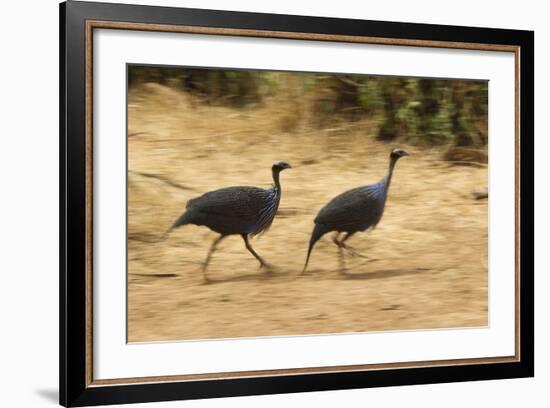 Vulturine Guineafowl-Joe McDonald-Framed Photographic Print