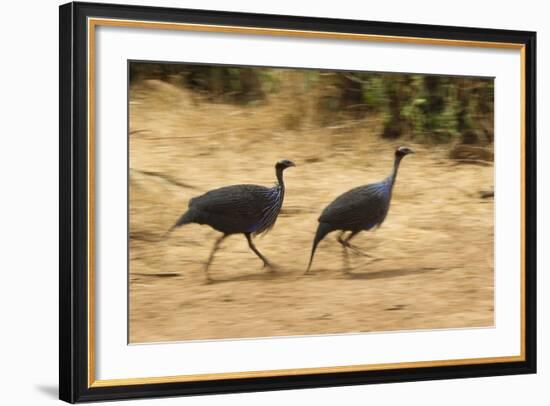 Vulturine Guineafowl-Joe McDonald-Framed Photographic Print