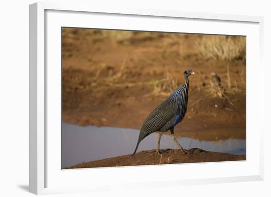 Vulturine Guineafowl-Joe McDonald-Framed Photographic Print