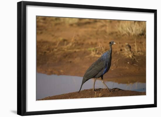 Vulturine Guineafowl-Joe McDonald-Framed Photographic Print