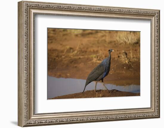 Vulturine Guineafowl-Joe McDonald-Framed Photographic Print