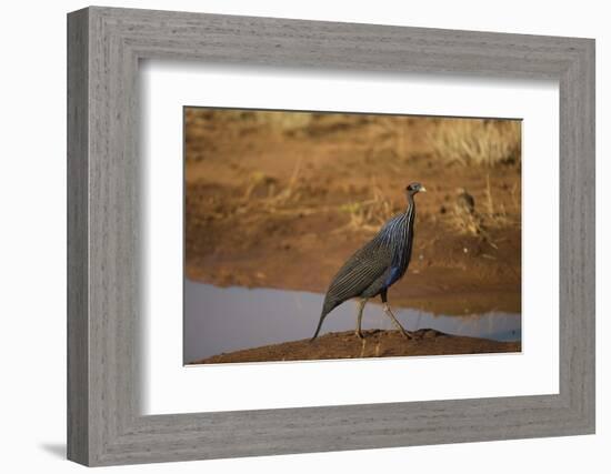 Vulturine Guineafowl-Joe McDonald-Framed Photographic Print