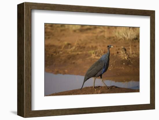 Vulturine Guineafowl-Joe McDonald-Framed Photographic Print