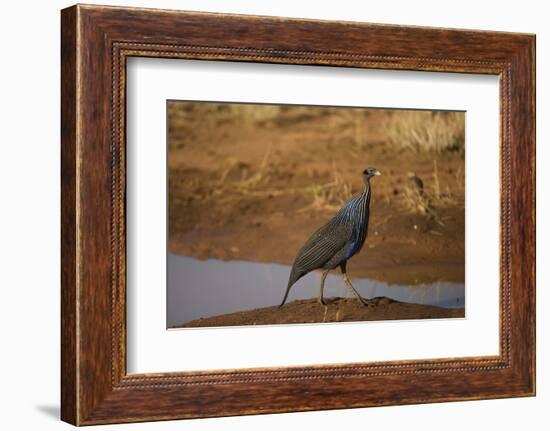 Vulturine Guineafowl-Joe McDonald-Framed Photographic Print