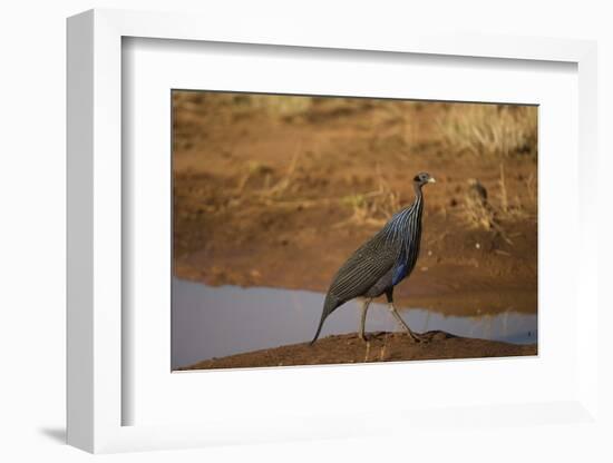 Vulturine Guineafowl-Joe McDonald-Framed Photographic Print