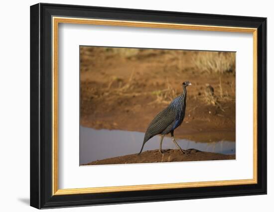 Vulturine Guineafowl-Joe McDonald-Framed Photographic Print