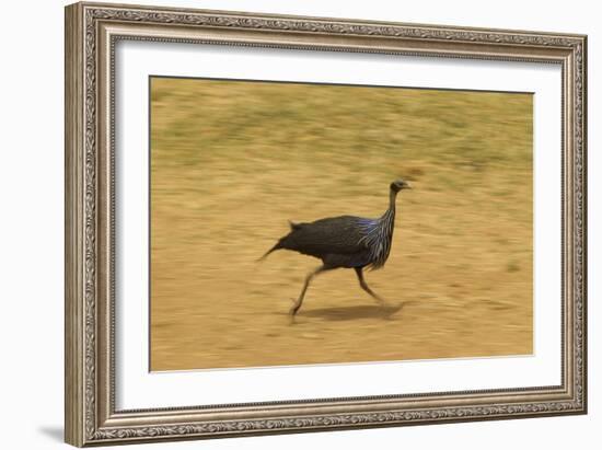 Vulturine Guineafowl-Mary Ann McDonald-Framed Photographic Print