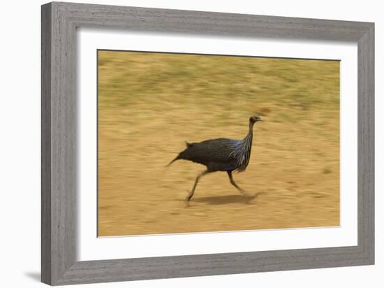 Vulturine Guineafowl-Mary Ann McDonald-Framed Photographic Print