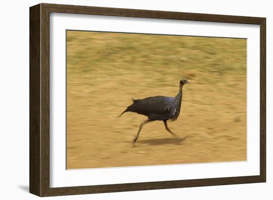 Vulturine Guineafowl-Mary Ann McDonald-Framed Photographic Print