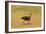 Vulturine Guineafowl-Mary Ann McDonald-Framed Photographic Print