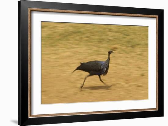 Vulturine Guineafowl-Mary Ann McDonald-Framed Photographic Print