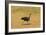 Vulturine Guineafowl-Mary Ann McDonald-Framed Photographic Print