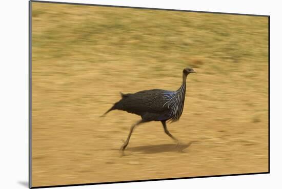 Vulturine Guineafowl-Mary Ann McDonald-Mounted Photographic Print