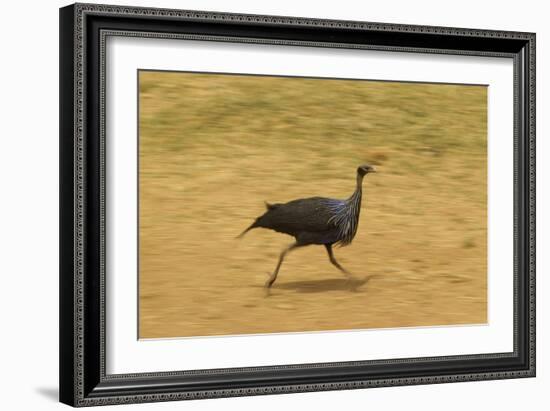 Vulturine Guineafowl-Mary Ann McDonald-Framed Photographic Print