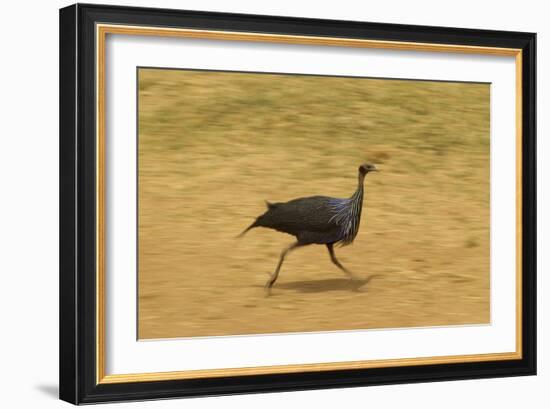 Vulturine Guineafowl-Mary Ann McDonald-Framed Photographic Print