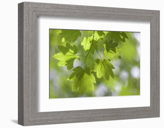 Vvine Maple Leaves, Silver Falls State Park, Silverton, Oregon, USA-Jaynes Gallery-Framed Photographic Print