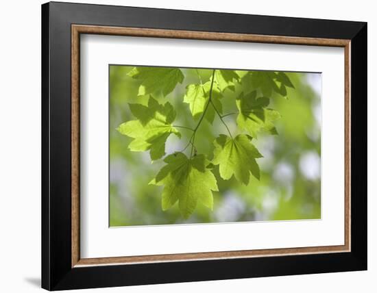 Vvine Maple Leaves, Silver Falls State Park, Silverton, Oregon, USA-Jaynes Gallery-Framed Photographic Print