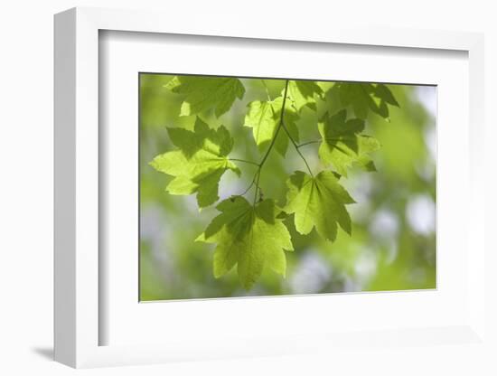 Vvine Maple Leaves, Silver Falls State Park, Silverton, Oregon, USA-Jaynes Gallery-Framed Photographic Print
