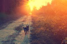 Dog Running in the Countryside-vvvita-Framed Photographic Print