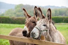 Family of Donkeys Outdoors in Spring. Couple of Donkeys on the Meadow-vvvita-Photographic Print