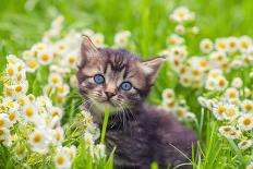 Portrait of Cute Little Kitten Outdoors in Flowers-vvvita-Photographic Print