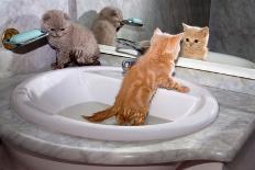 Little Kittens Bathing in the Sink-vvvita-Photographic Print