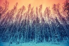 Winter Forest with With Gradient Color-vvvita-Photographic Print
