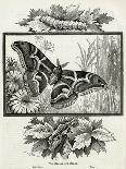 The Silkworm Moth of India-W.A. Cranston-Mounted Art Print