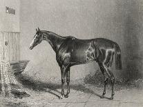 Portrait of the Racehorse Harkaway Who Won the 1838 Goodwood Cup in His Stable-W.b. Scott-Photographic Print