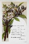 New Year Greetings Card With Floral Decoration and Poem by R. N. Milnes-W. Dickes-Giclee Print