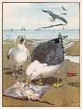 Common Gulls on a Beach-W. Foster-Stretched Canvas