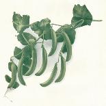 Green Peas, C1908-W&G Baird-Mounted Giclee Print