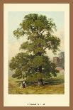 The Beech Tree-W.h.j. Boot-Mounted Art Print