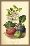 Flowers, Leaves, and Fruit of the Mountian Ash-W.h.j. Boot-Art Print