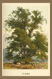 Flowers, Leaves, and Fruit of the Mountian Ash-W.h.j. Boot-Art Print