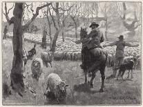 Mustering Sheep, Austral-W Hatherell-Framed Art Print