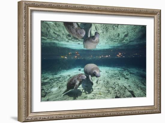 W Indian Manatee Mother & Baby "Sea Cow" (Trichechus Manatus), Crystal River, 3 Sisters Spring, FL-Karine Aigner-Framed Photographic Print