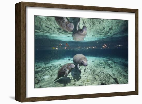 W Indian Manatee Mother & Baby "Sea Cow" (Trichechus Manatus), Crystal River, 3 Sisters Spring, FL-Karine Aigner-Framed Photographic Print