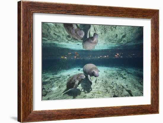 W Indian Manatee Mother & Baby "Sea Cow" (Trichechus Manatus), Crystal River, 3 Sisters Spring, FL-Karine Aigner-Framed Photographic Print