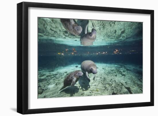 W Indian Manatee Mother & Baby "Sea Cow" (Trichechus Manatus), Crystal River, 3 Sisters Spring, FL-Karine Aigner-Framed Photographic Print